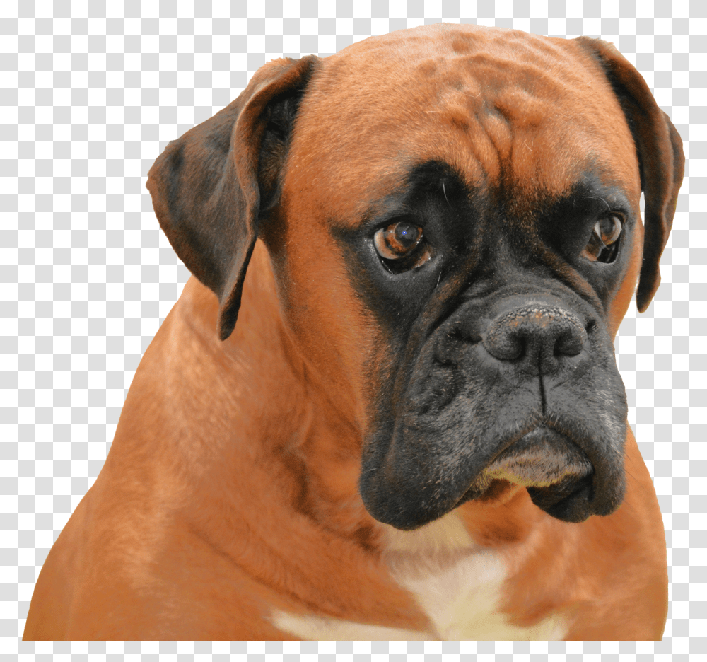 Boxer Dog Background, Pet, Canine, Animal, Mammal Transparent Png