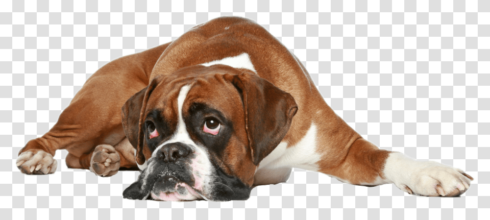 Boxer Dog Get Well, Pet, Canine, Animal, Mammal Transparent Png