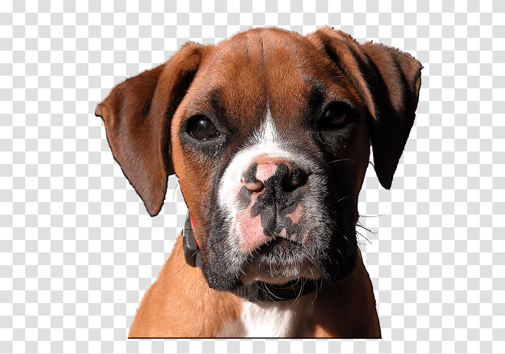 Boxer Dog Head Clipart Boxer Dog Head, Pet, Canine, Animal, Mammal Transparent Png