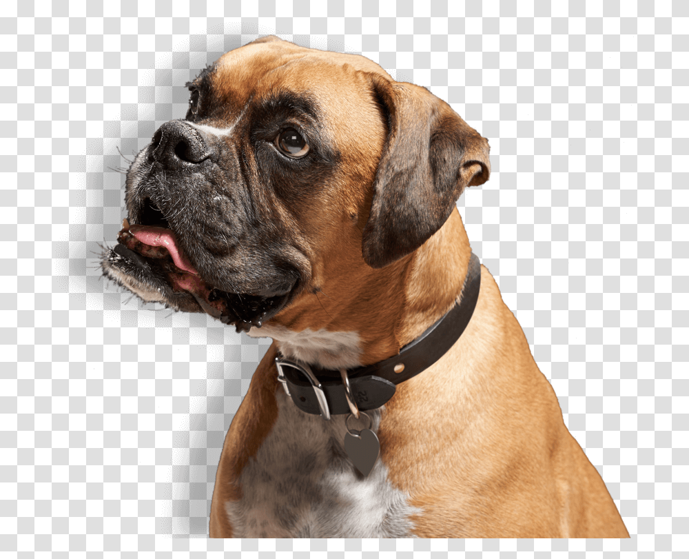 Boxer Dog, Pet, Canine, Animal, Mammal Transparent Png