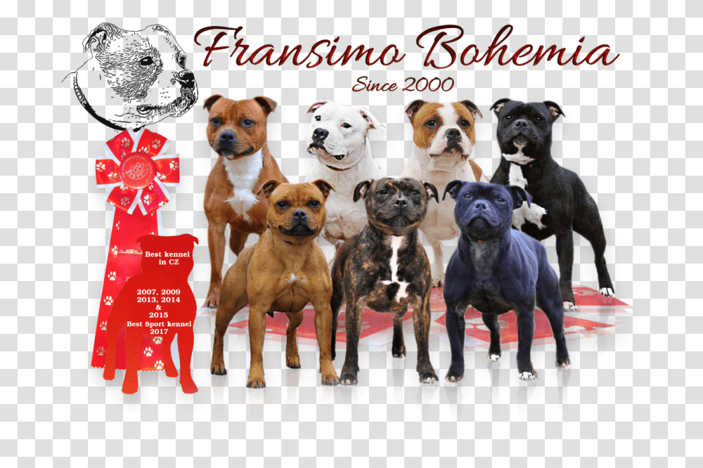 Boxer, Dog, Pet, Canine, Animal Transparent Png