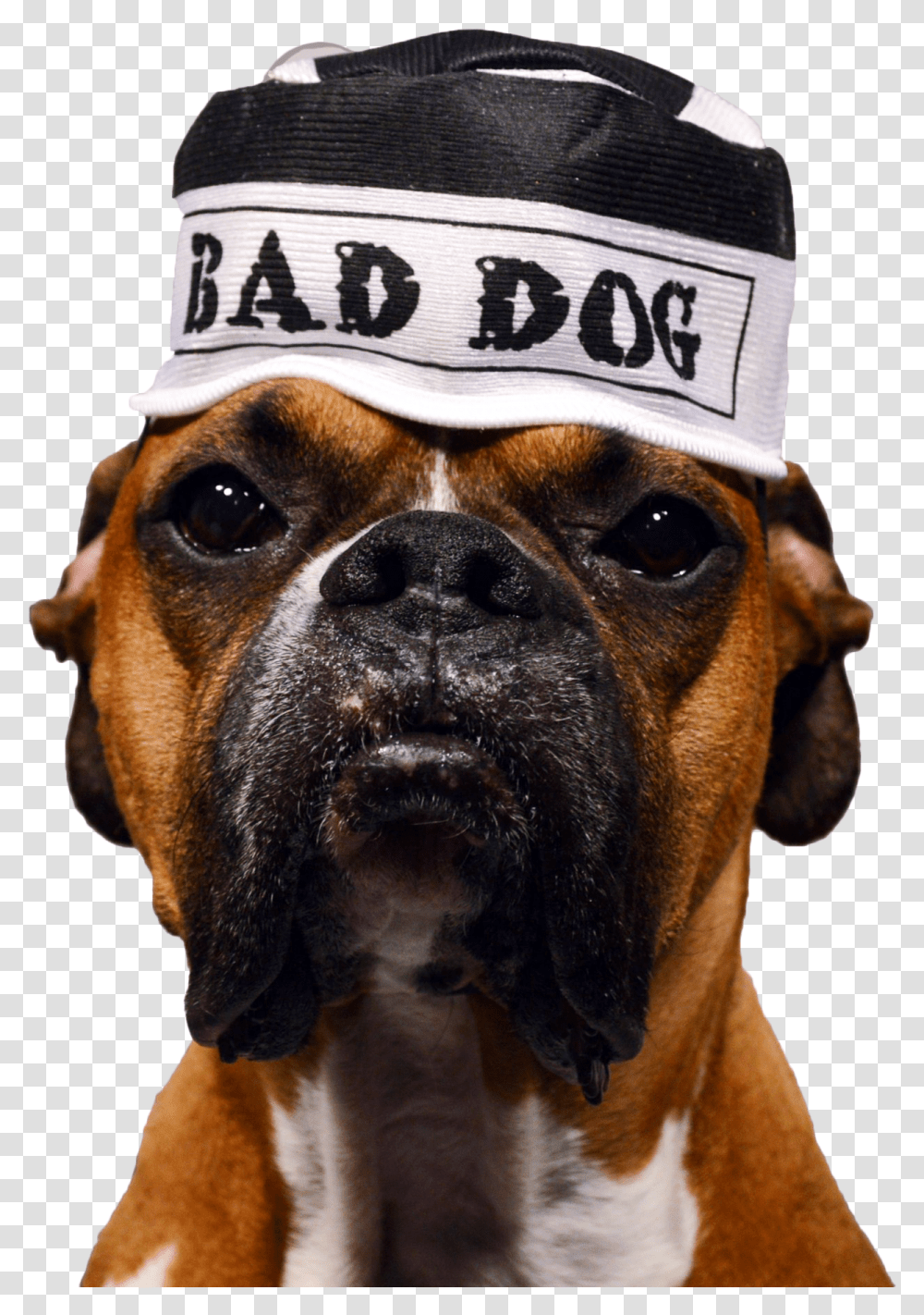 Boxer, Dog, Pet, Canine, Animal Transparent Png