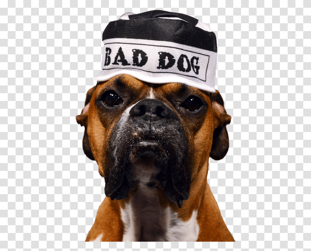 Boxer, Dog, Pet, Canine, Animal Transparent Png