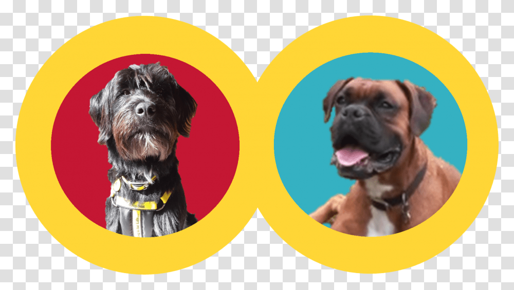 Boxer, Dog, Pet, Canine, Animal Transparent Png