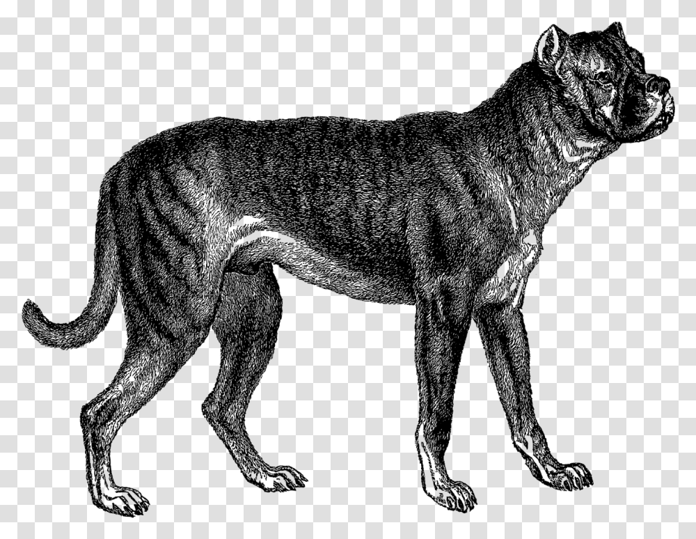 Boxer Dogs In The, Mammal, Animal, Wildlife, Wolf Transparent Png