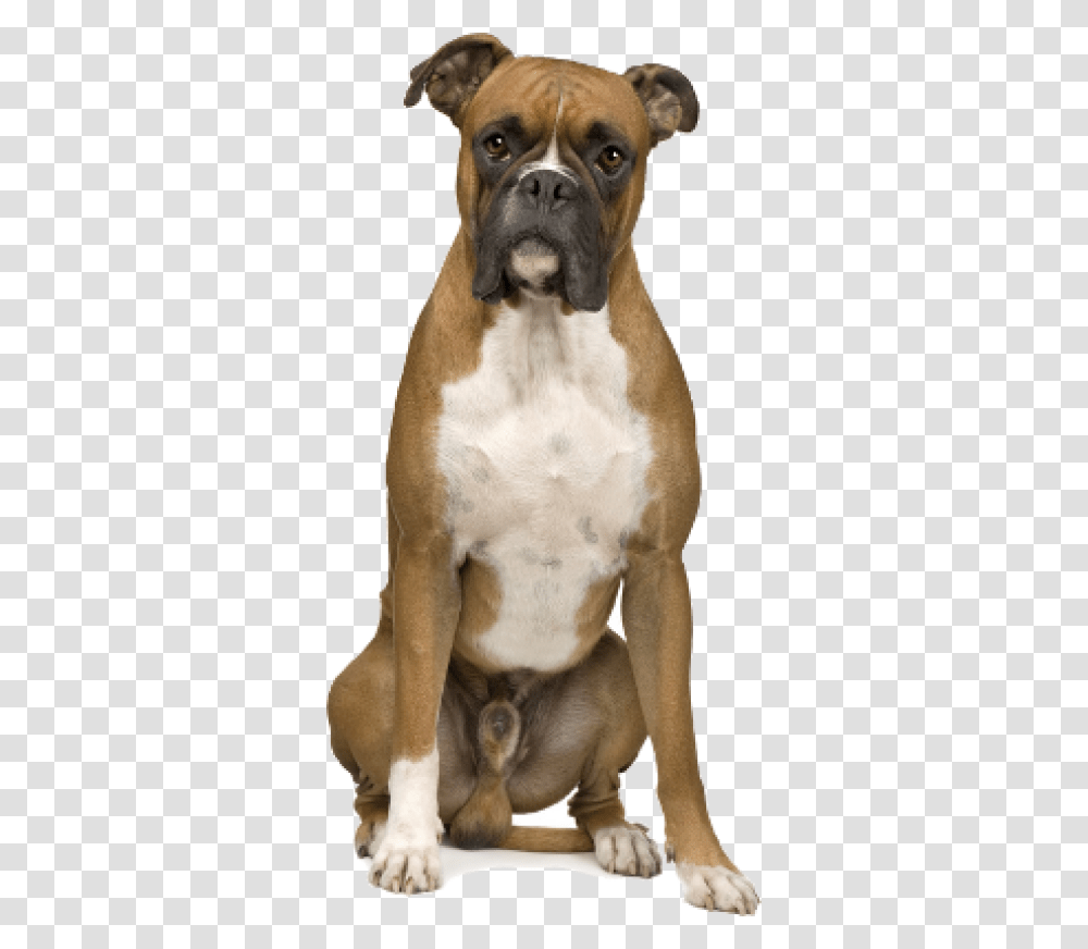 Boxer Hunde, Canine, Mammal, Animal, Dog Transparent Png