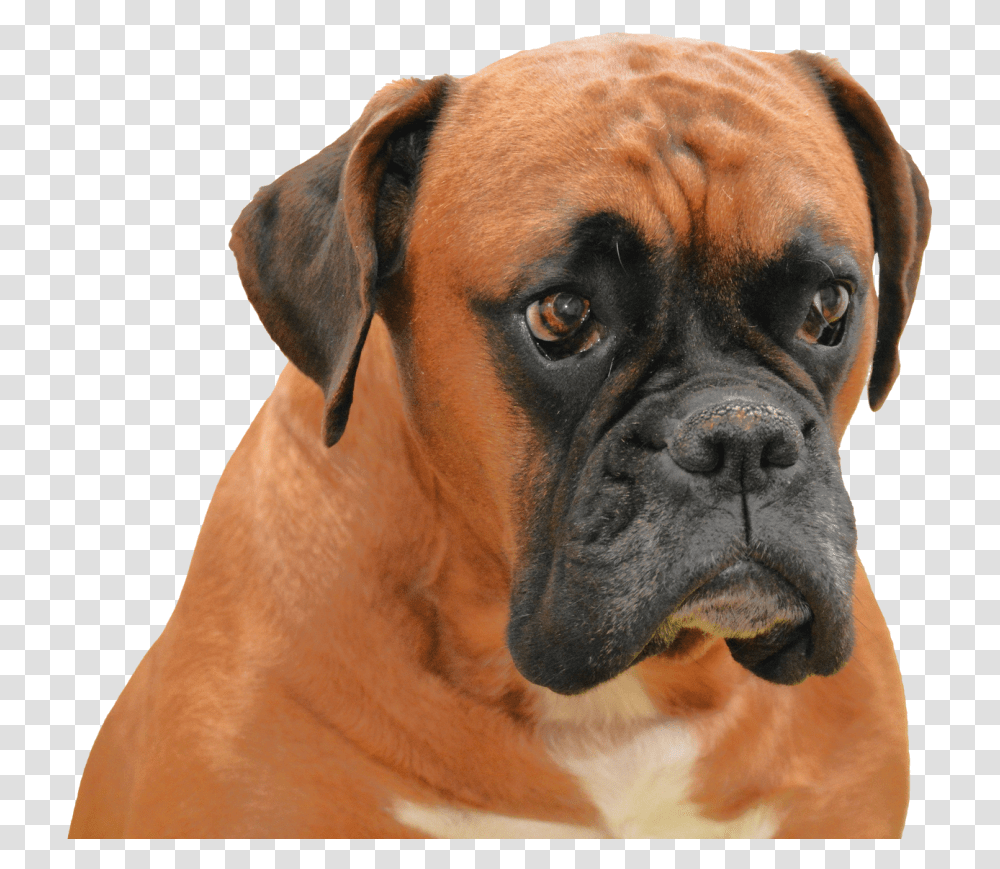 Boxer Image Boxer Dog Background, Pet, Canine, Animal, Mammal Transparent Png