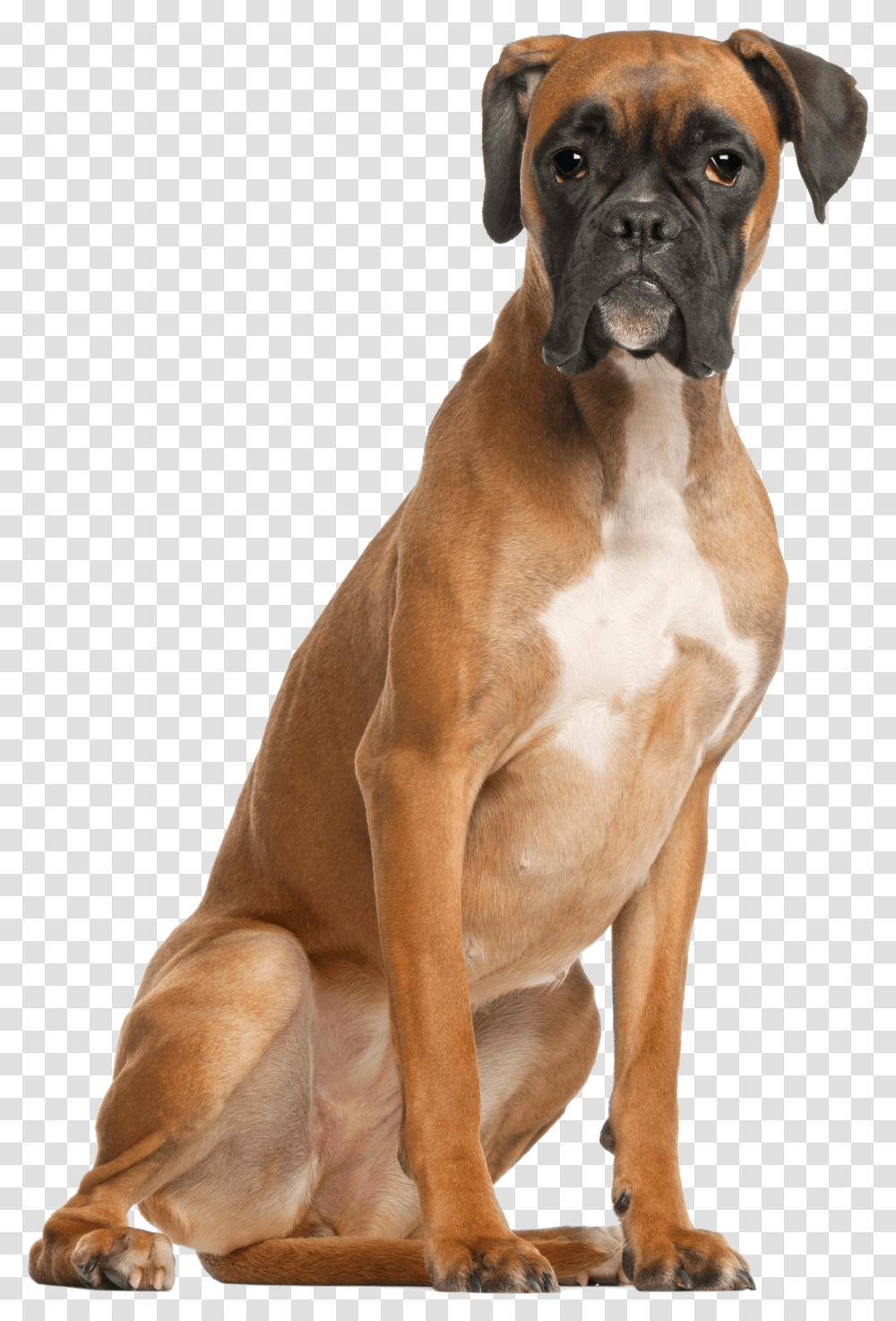 Boxer Sitting, Bulldog, Pet, Canine, Animal Transparent Png