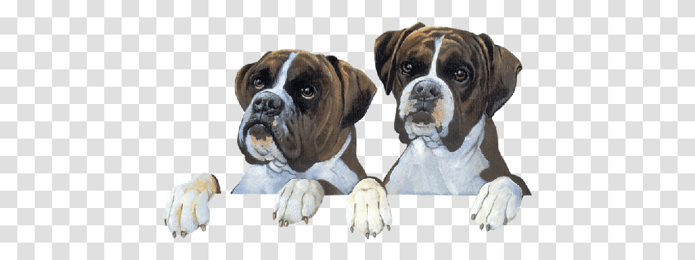 Boxers Animaux, Canine, Mammal, Animal, Bulldog Transparent Png