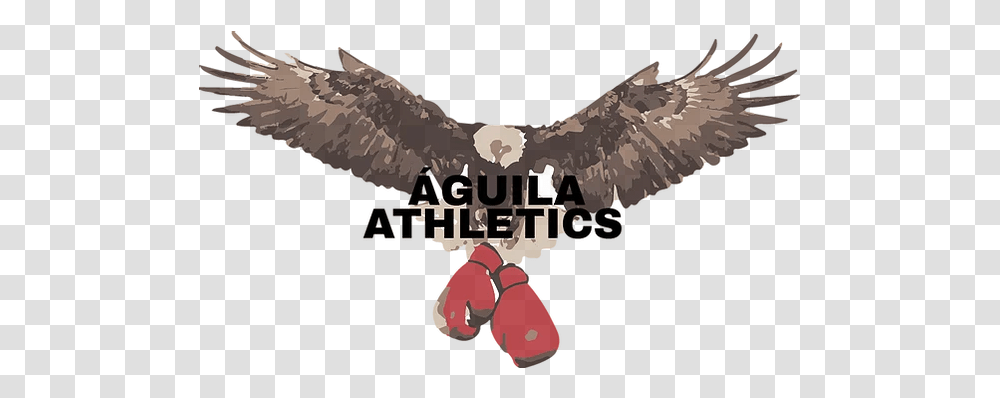 Boxing Aguila Athletics Boxing Glove, Vulture, Bird, Animal, Eagle Transparent Png