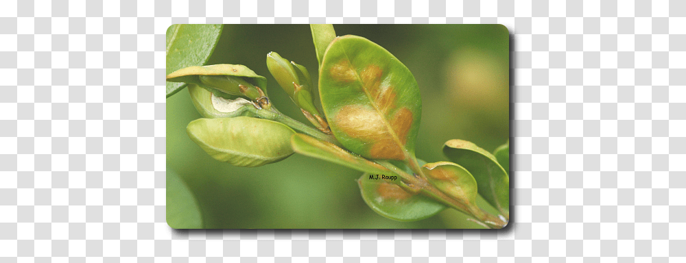 Boxwood Blues Leaf Miner On Boxwood, Plant, Flower, Bud, Sprout Transparent Png