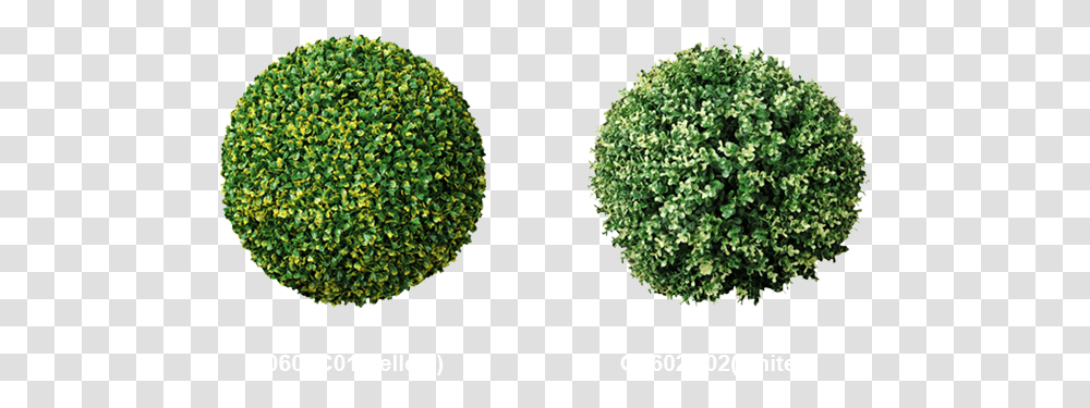 Boxwood Hedge Clipart Ball Hedges, Plant, Moss, Broccoli, Vegetable Transparent Png