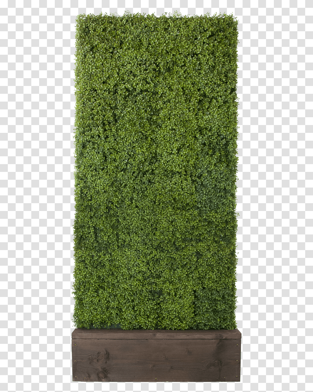 Boxwood Hedge Clipart Hedge, Moss, Plant, Fence, Vegetation Transparent Png
