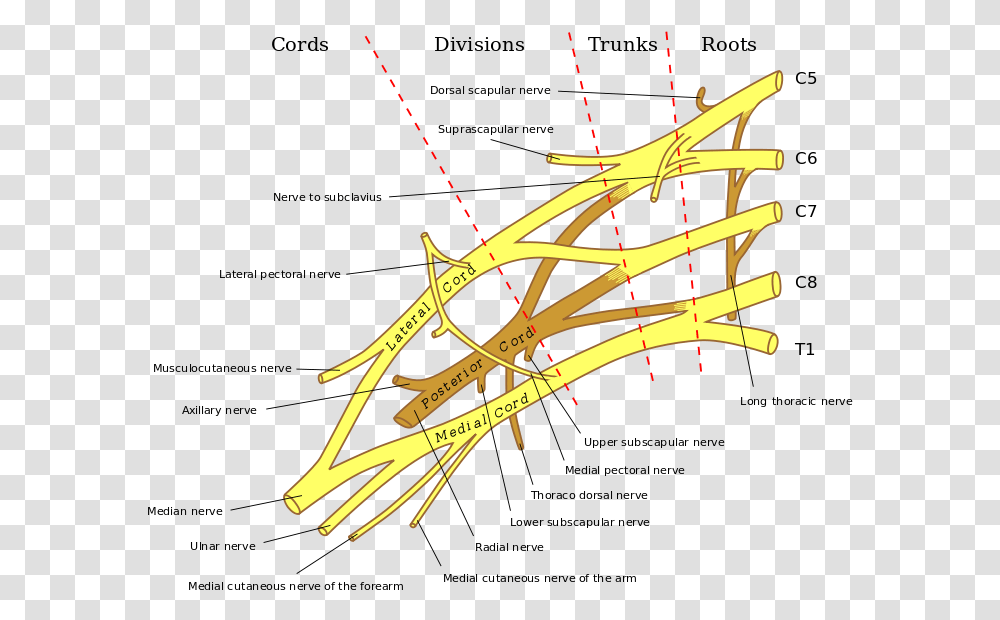 Brachial Plexus Major Nerves Of The Brachial Plexus, Bow, Plan, Plot, Diagram Transparent Png