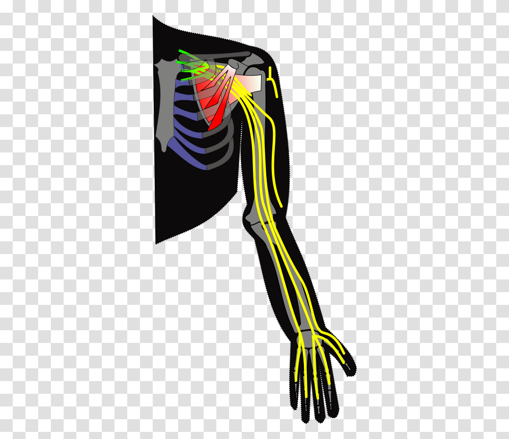 Brachial Plexus, Arrow, Bow Transparent Png