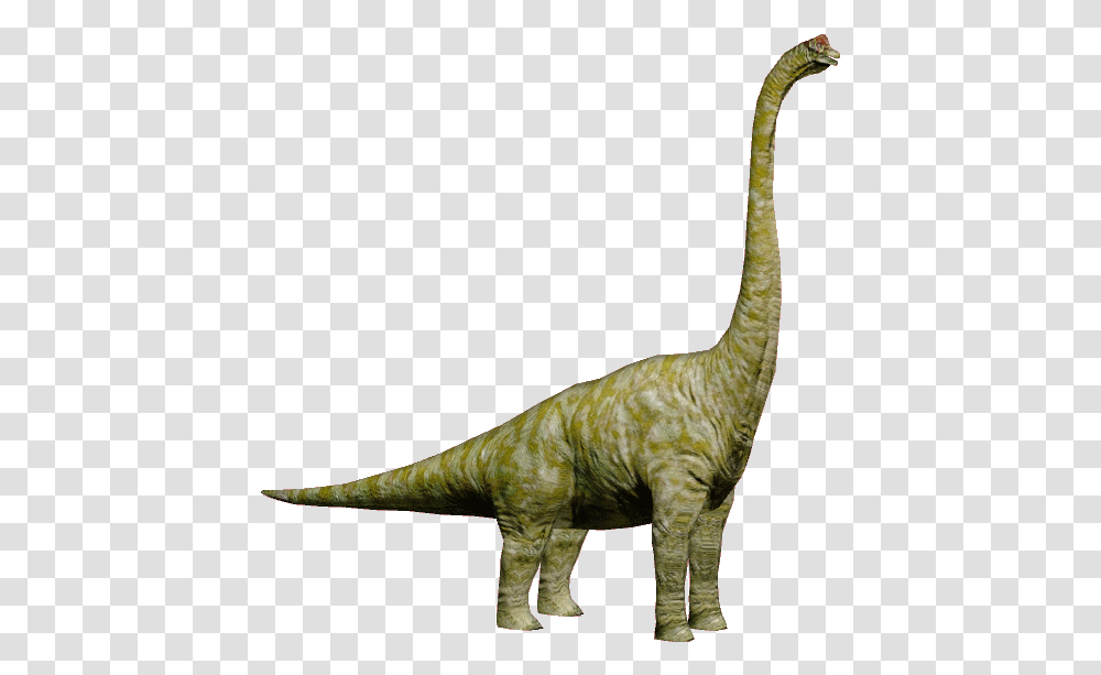 Brachiosaurus 4 Image, Dinosaur, Reptile, Animal, T-Rex Transparent Png