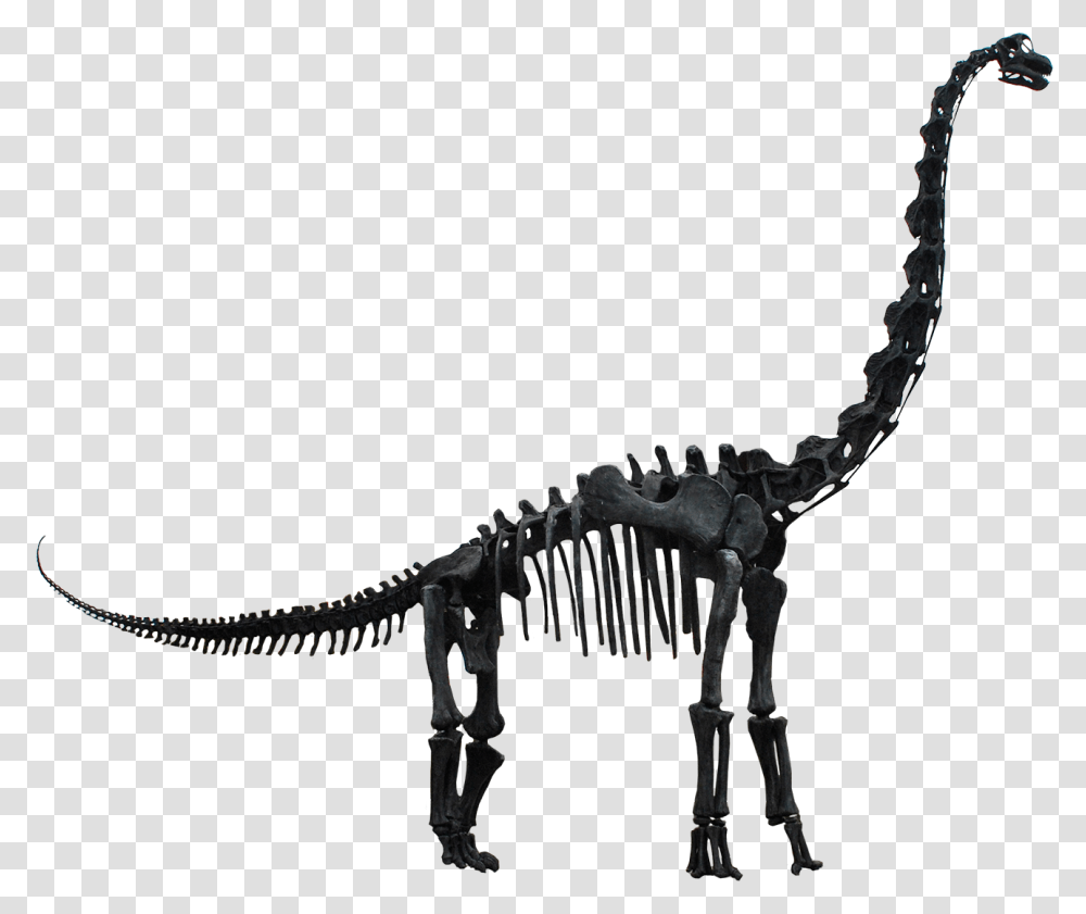 Brachiosaurus Altithorax, Animal, Dinosaur, Reptile, Skeleton Transparent Png