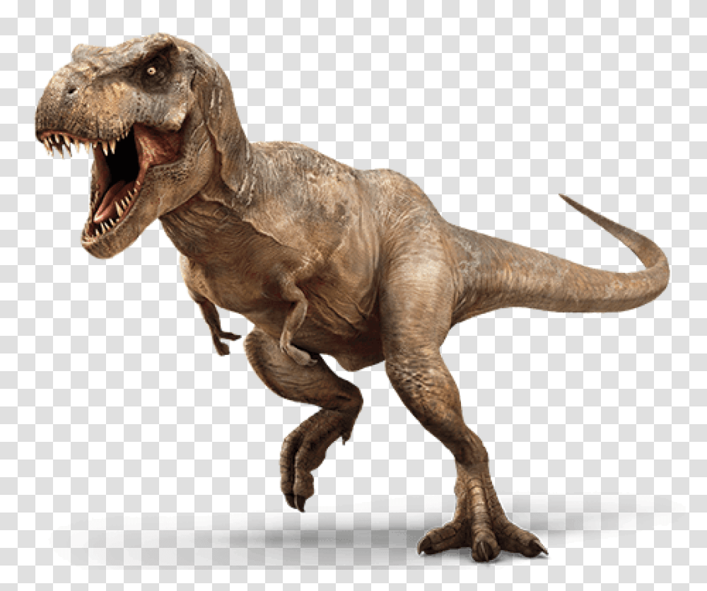Brachiosaurus Archives 6to16in, T-Rex, Dinosaur, Reptile, Animal Transparent Png