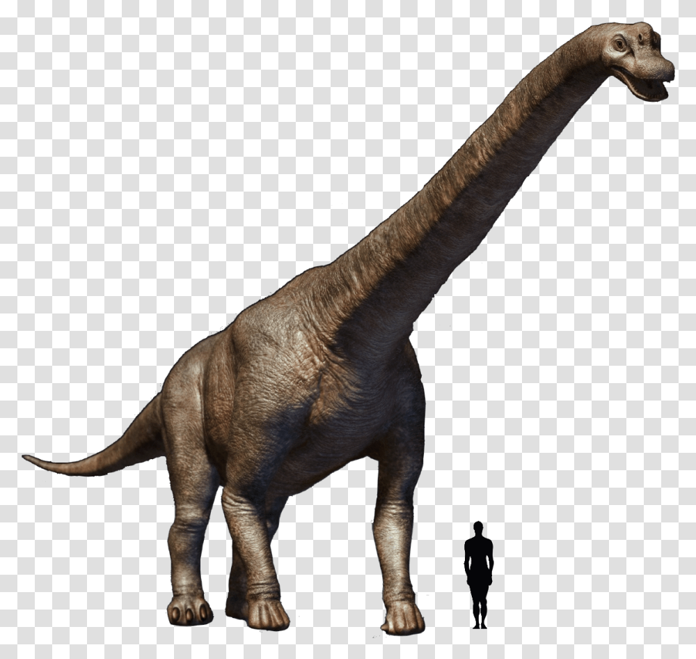 Brachiosaurus Brachiosaurus, Dinosaur, Reptile, Animal, T-Rex Transparent Png
