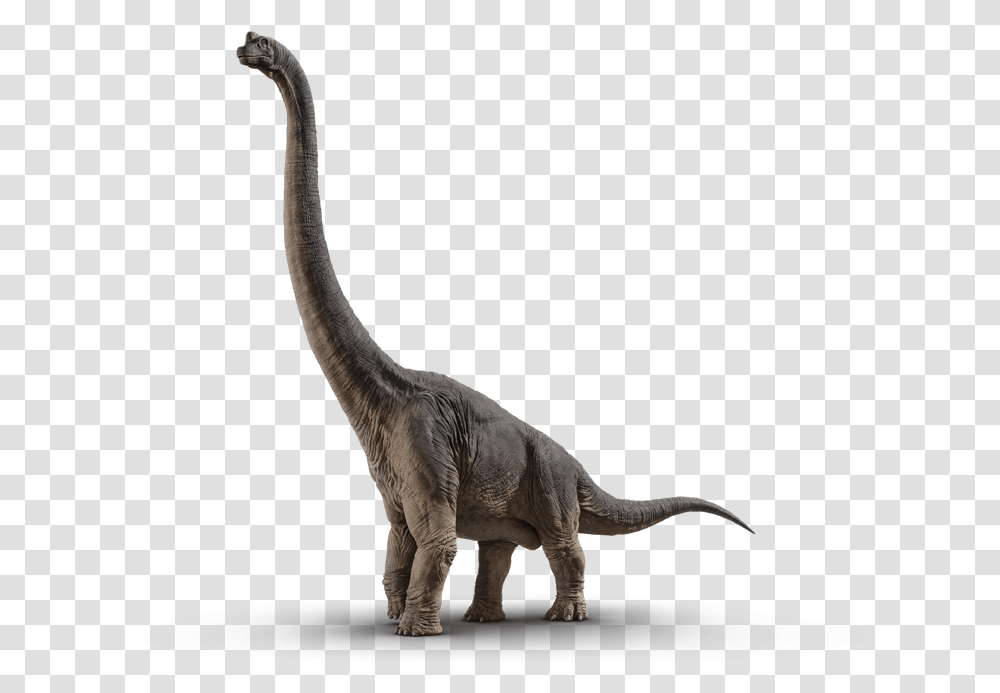 Brachiosaurus Dinossauro Jurassic World, Dinosaur, Reptile, Animal, T-Rex Transparent Png