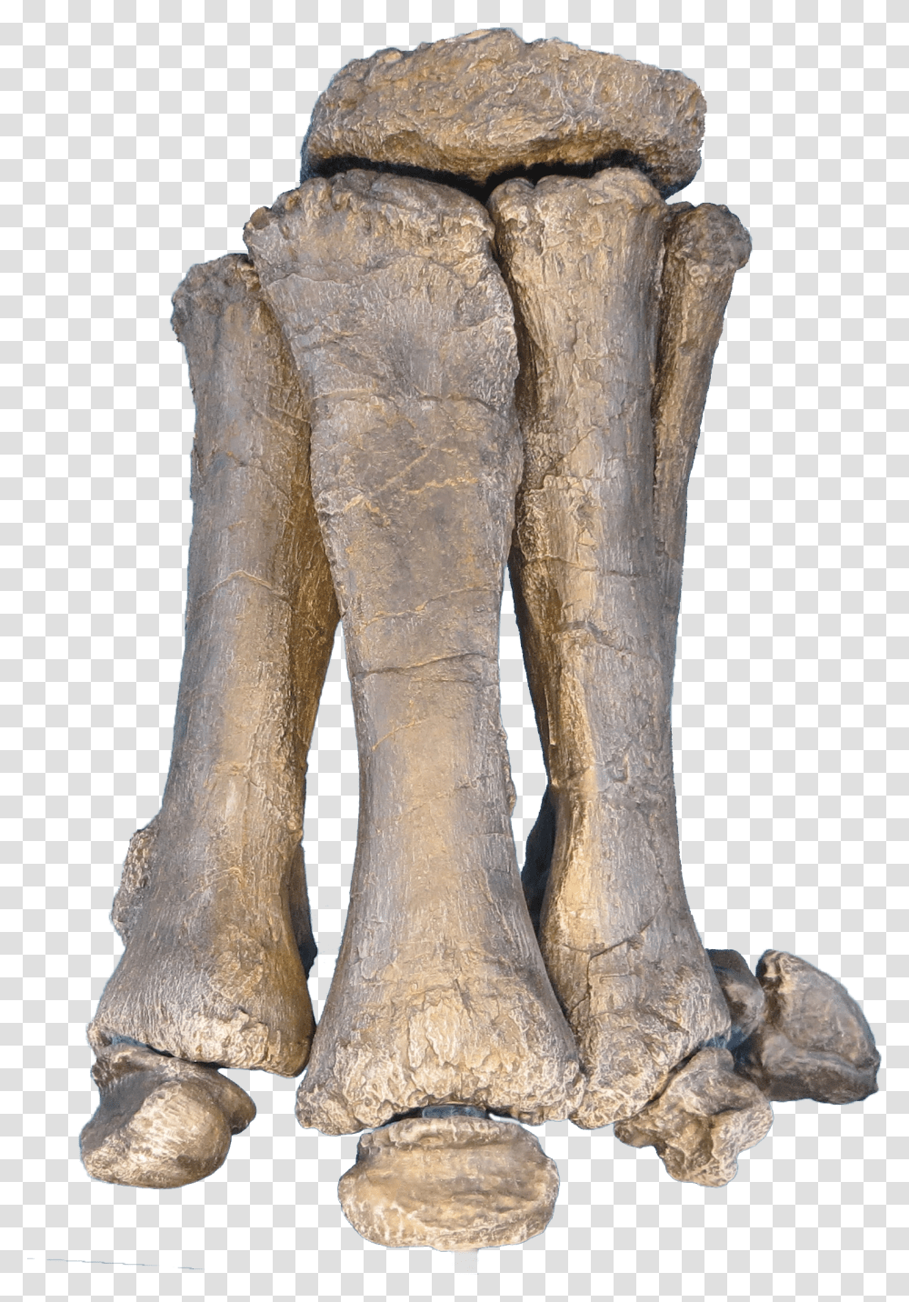 Brachiosaurus Foot Transparent Png