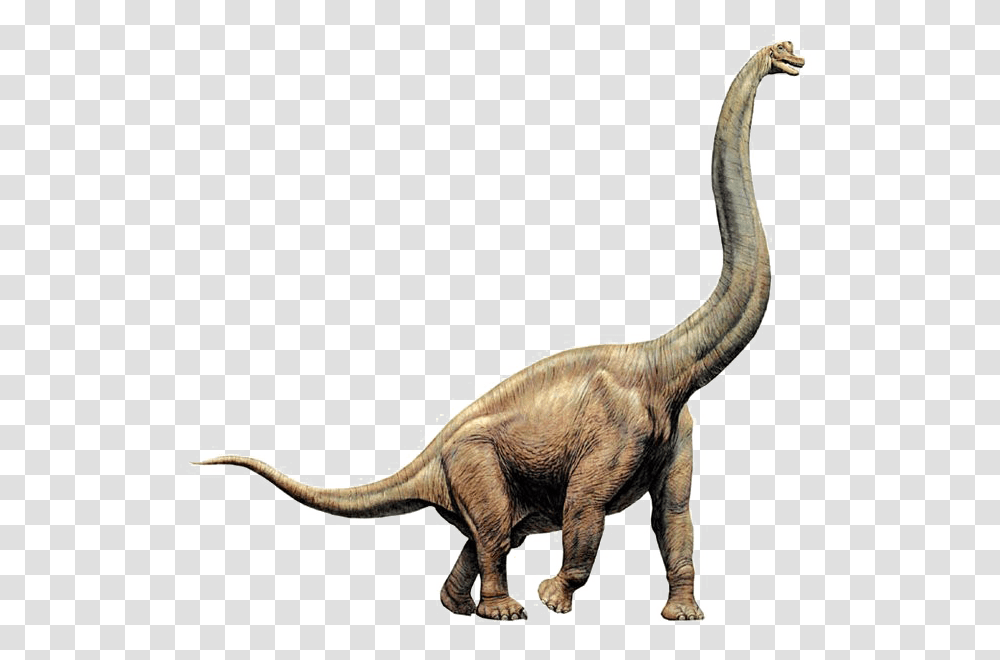Brachiosaurus Image, Kangaroo, Mammal, Animal, Wallaby Transparent Png