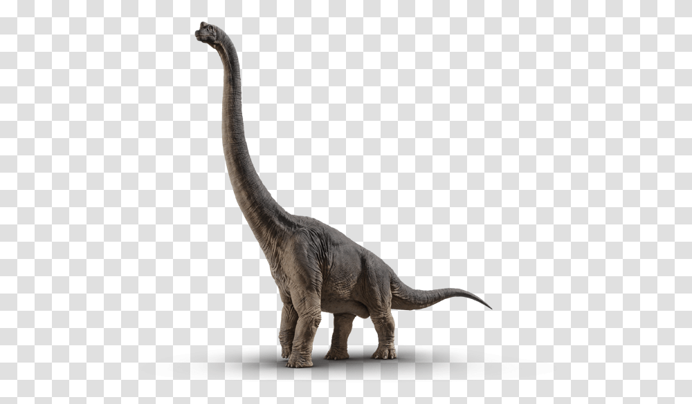 Brachiosaurus Jurassic Park Brachiosaurus, Dinosaur, Reptile, Animal, T-Rex Transparent Png