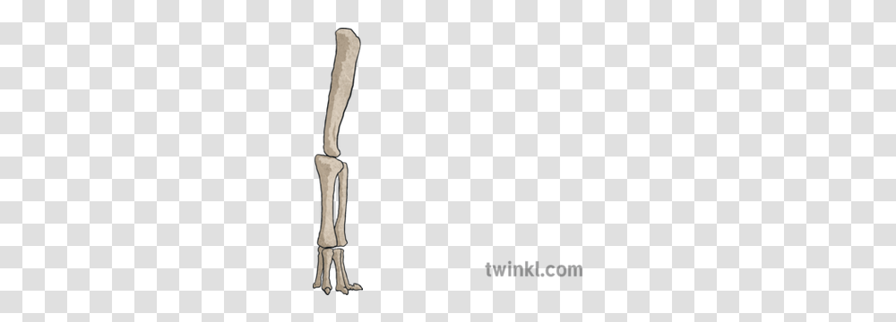 Brachiosaurus Leg Bone Animal Dinosaur Nature Extinct Firearm, Skeleton, Brush, Tool Transparent Png