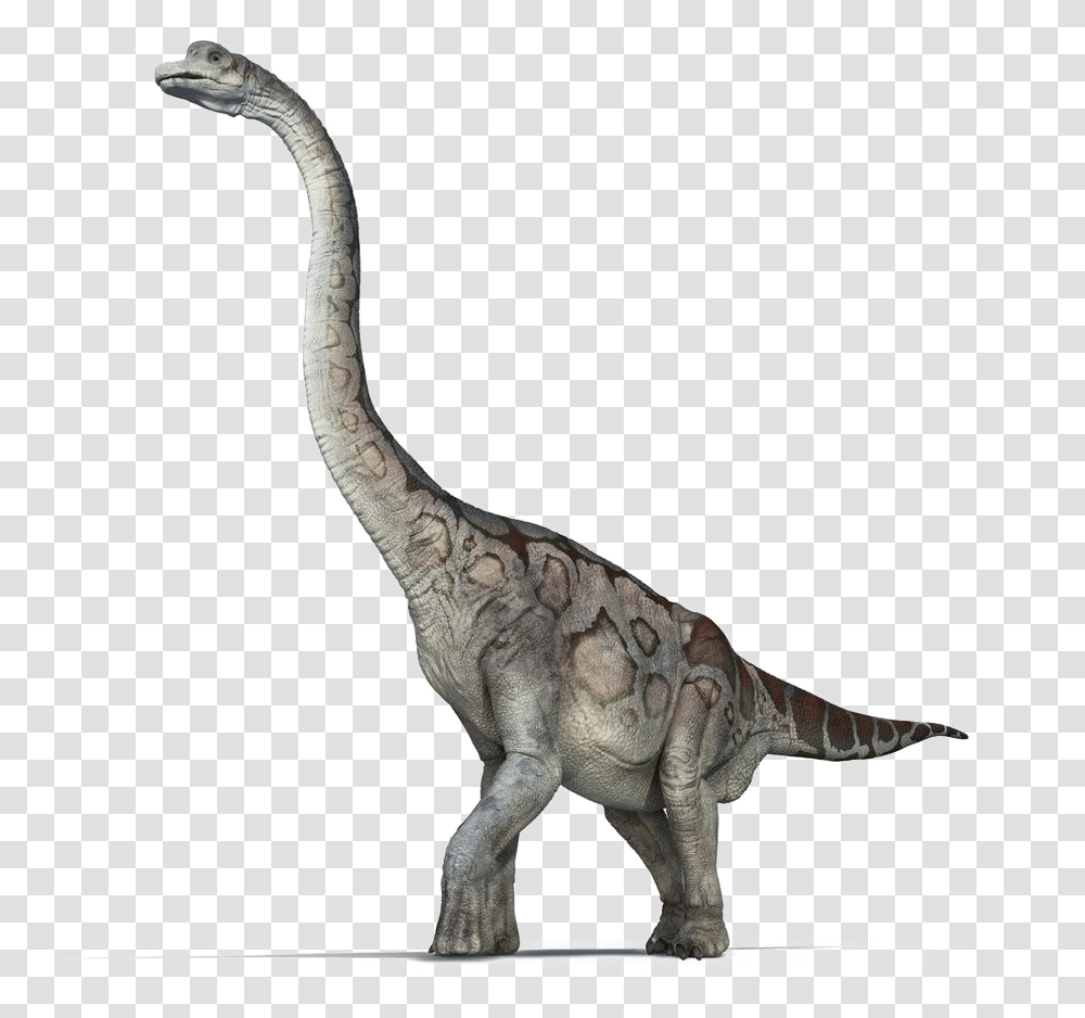 Brachiosaurus Pic Brachiosaurus, Dinosaur, Reptile, Animal, T-Rex Transparent Png