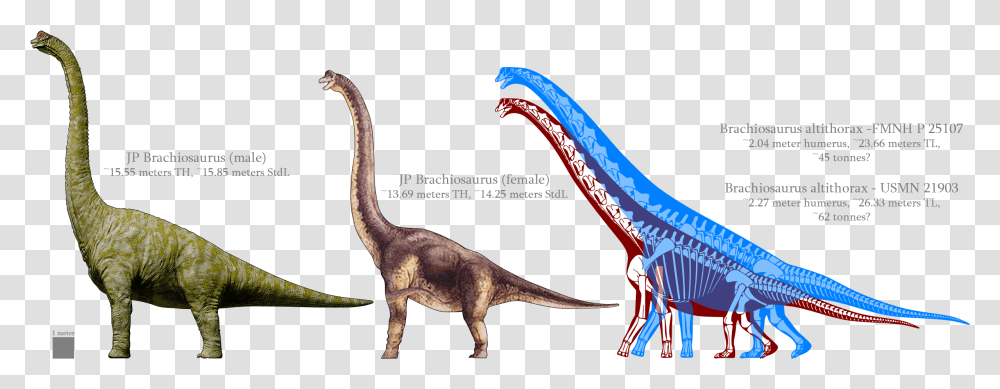 Brachiosaurus, Reptile, Animal, Dinosaur, Antelope Transparent Png