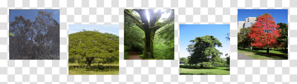 Brachychiton Acerifolius, Tree, Plant, Vegetation, Outdoors Transparent Png