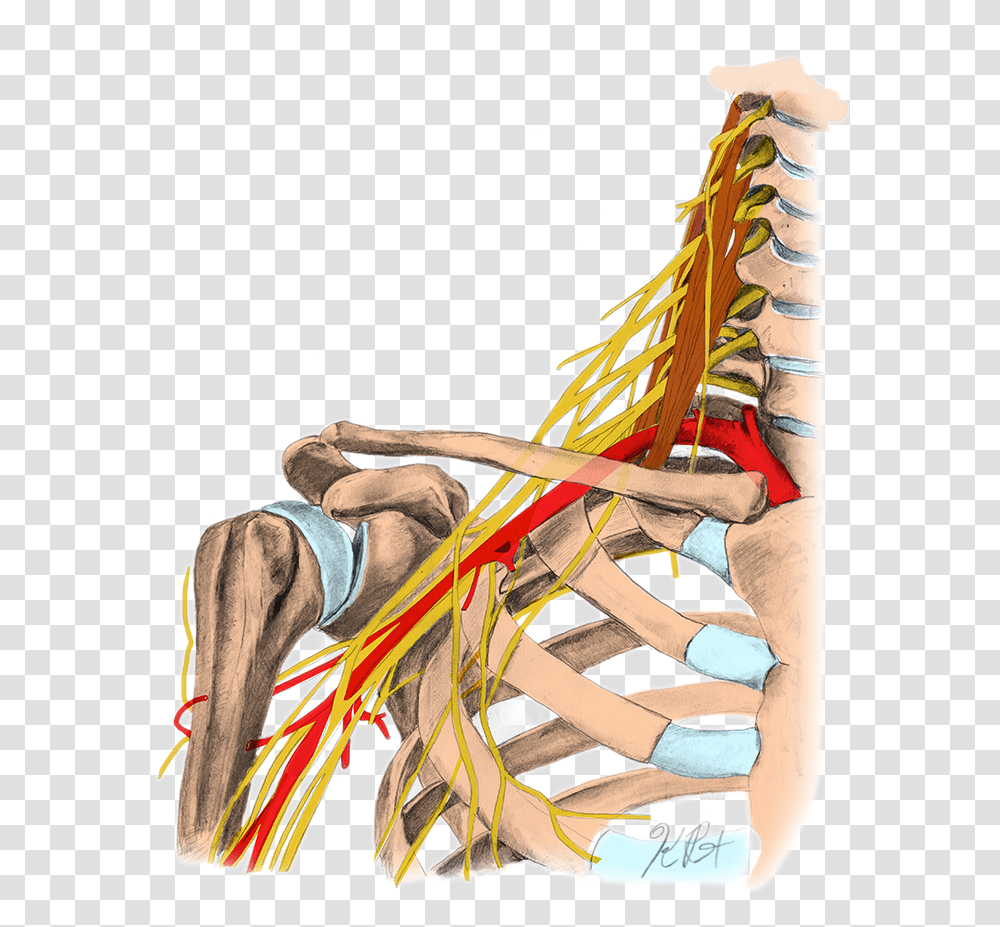 Bracialplexus Color, Modern Art, Person, Drawing Transparent Png