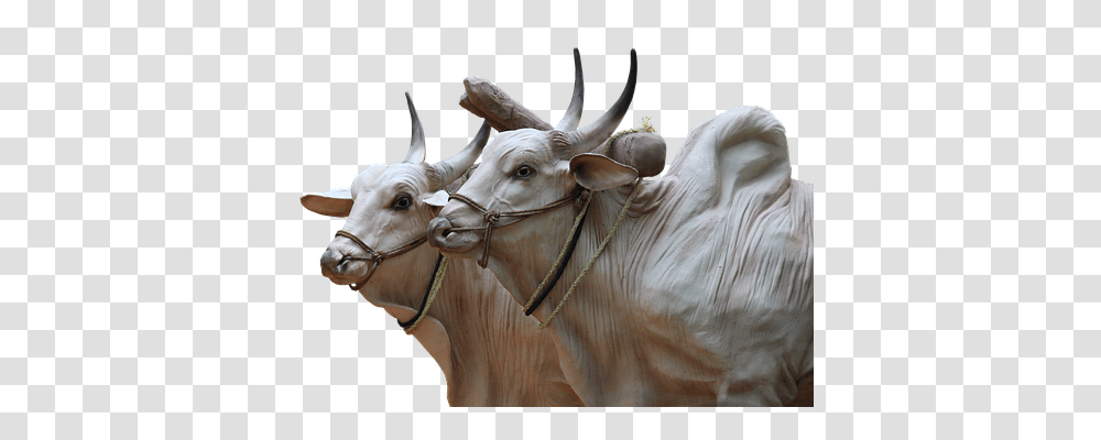 Brahma Architecture, Bull, Mammal, Animal Transparent Png