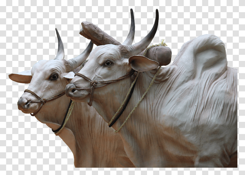 Brahma Cattle Sculpture Cops Agriculture Animals Indian Ox, Cow, Mammal, Bull, Antelope Transparent Png