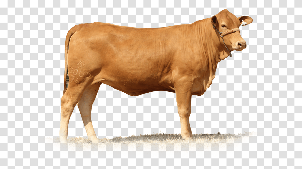 Brahman Cow White Background, Bull, Mammal, Animal, Cattle Transparent Png