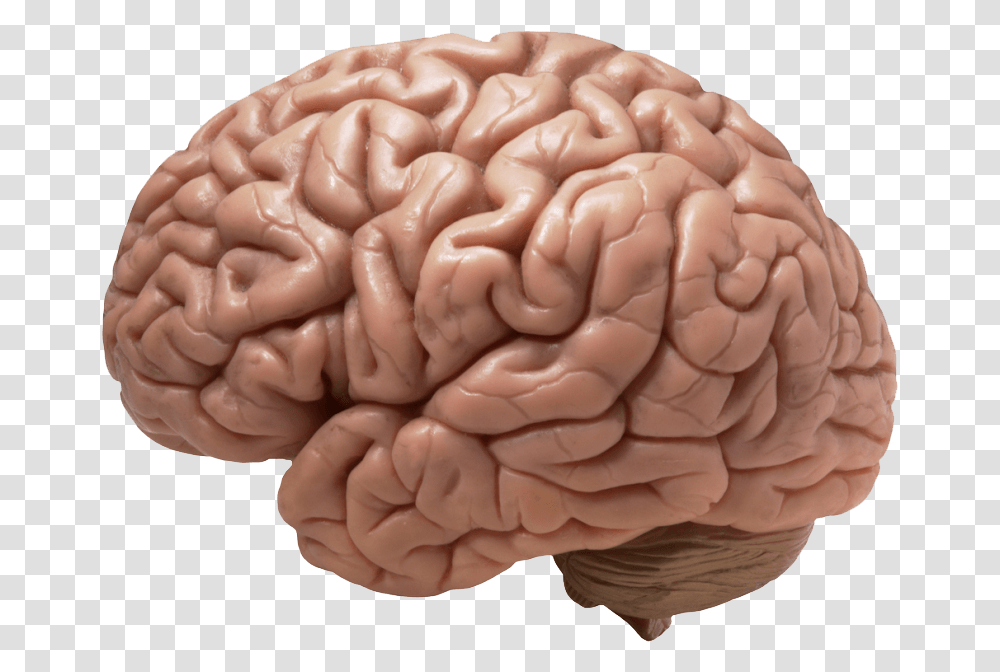 Brain 1 Image Does A Brain Look Like, Cushion, Skin, Person, Human Transparent Png