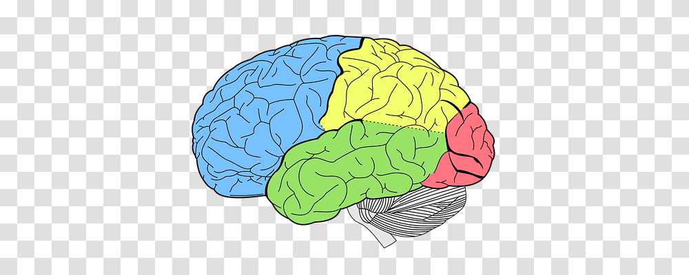 Brain Technology, Plant, Food, Vegetable Transparent Png