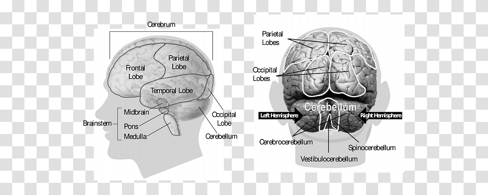 Brain Technology, Plot, Diagram, X-Ray Transparent Png