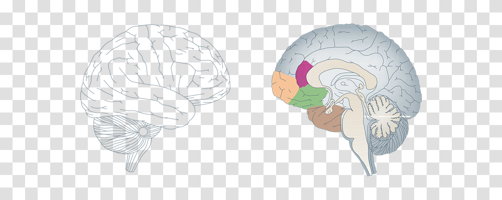 Brain Technology, Sphere, Nature Transparent Png