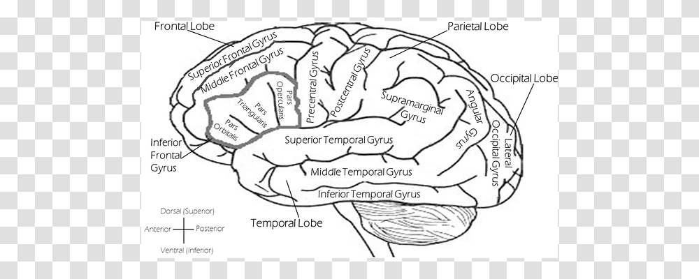 Brain Plot, Diagram, Plant Transparent Png