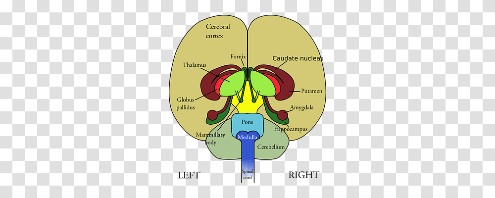 Brain Technology, Diagram, Plot, X-Ray Transparent Png