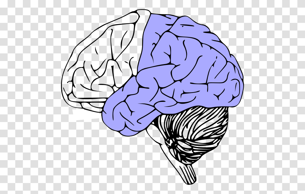 Brain Anatomy Black And White Free, Hand, Outdoors, Nature, Drawing Transparent Png