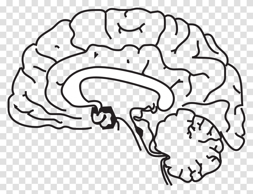 Brain Anatomy Sketch Free Image, Stencil, Plant Transparent Png