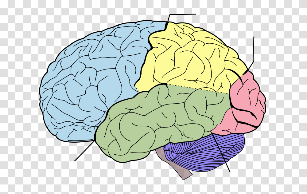 Brain Anatomy That Controls Our Body, Plant, Food, Vegetable, Cabbage Transparent Png