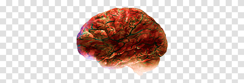 Brain As Food, Accessories, Ornament, Jewelry, Gemstone Transparent Png