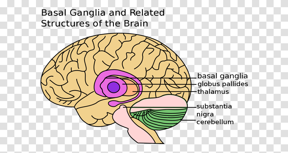 Brain Basal Ganglia, Invertebrate, Animal, Doodle, Drawing Transparent Png