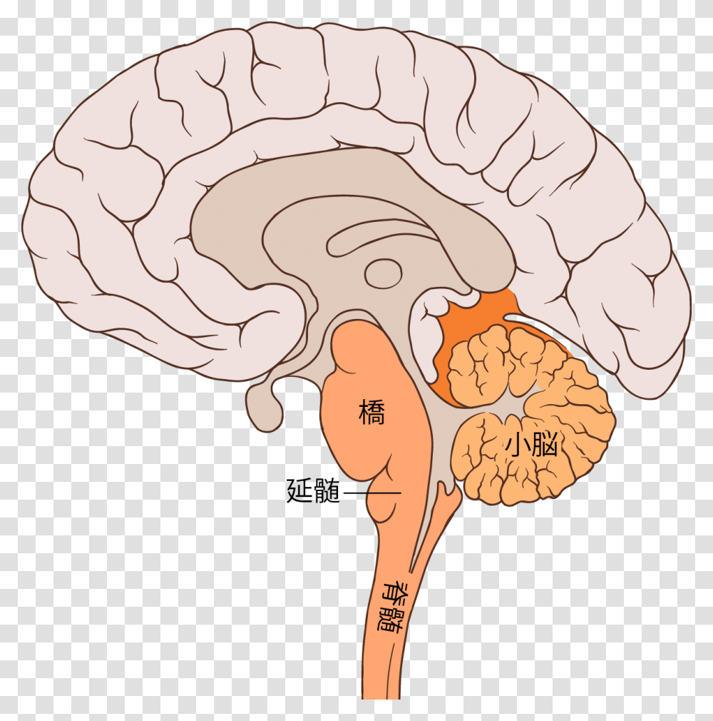 Brain Bulbar Region Ja Diagram Of Brain Pons, Plot, Ear, Stomach, Skin Transparent Png