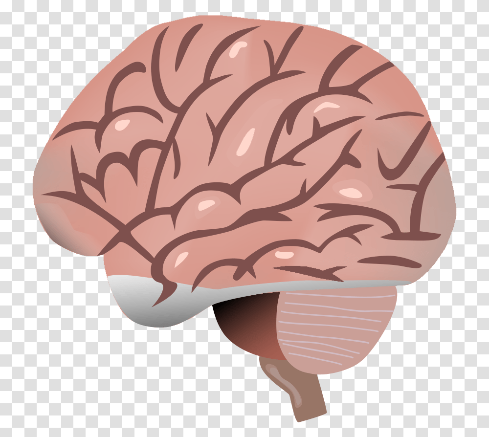Brain Cartoon, Animal, Invertebrate, Head, Fungus Transparent Png