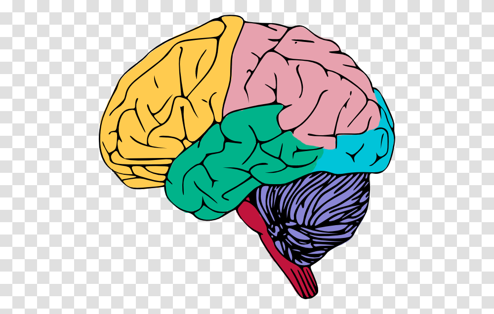 Brain Clip Art, Apparel, Shorts, Hat Transparent Png