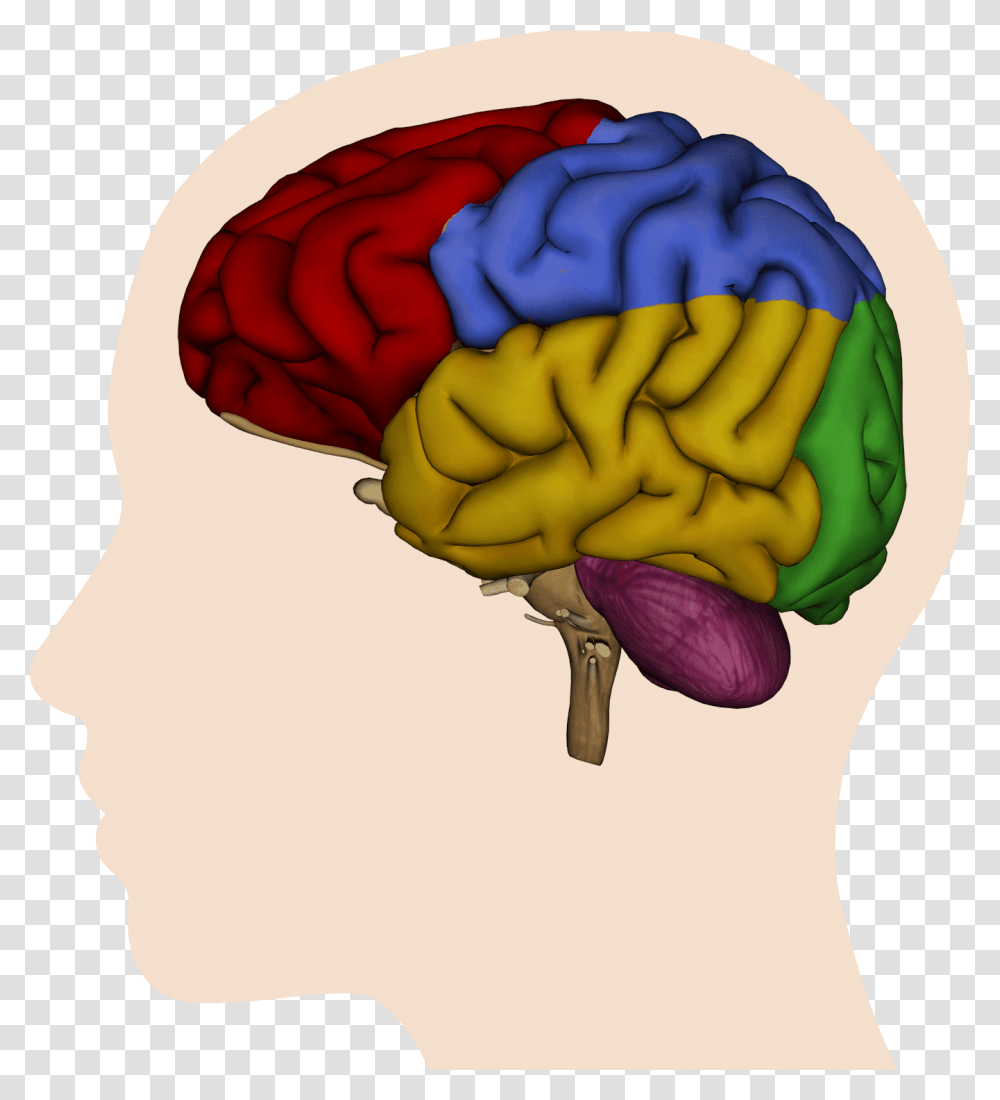 Brain Clipart Kids Picture Of The Brain, Apparel, Hat, Rose Transparent Png